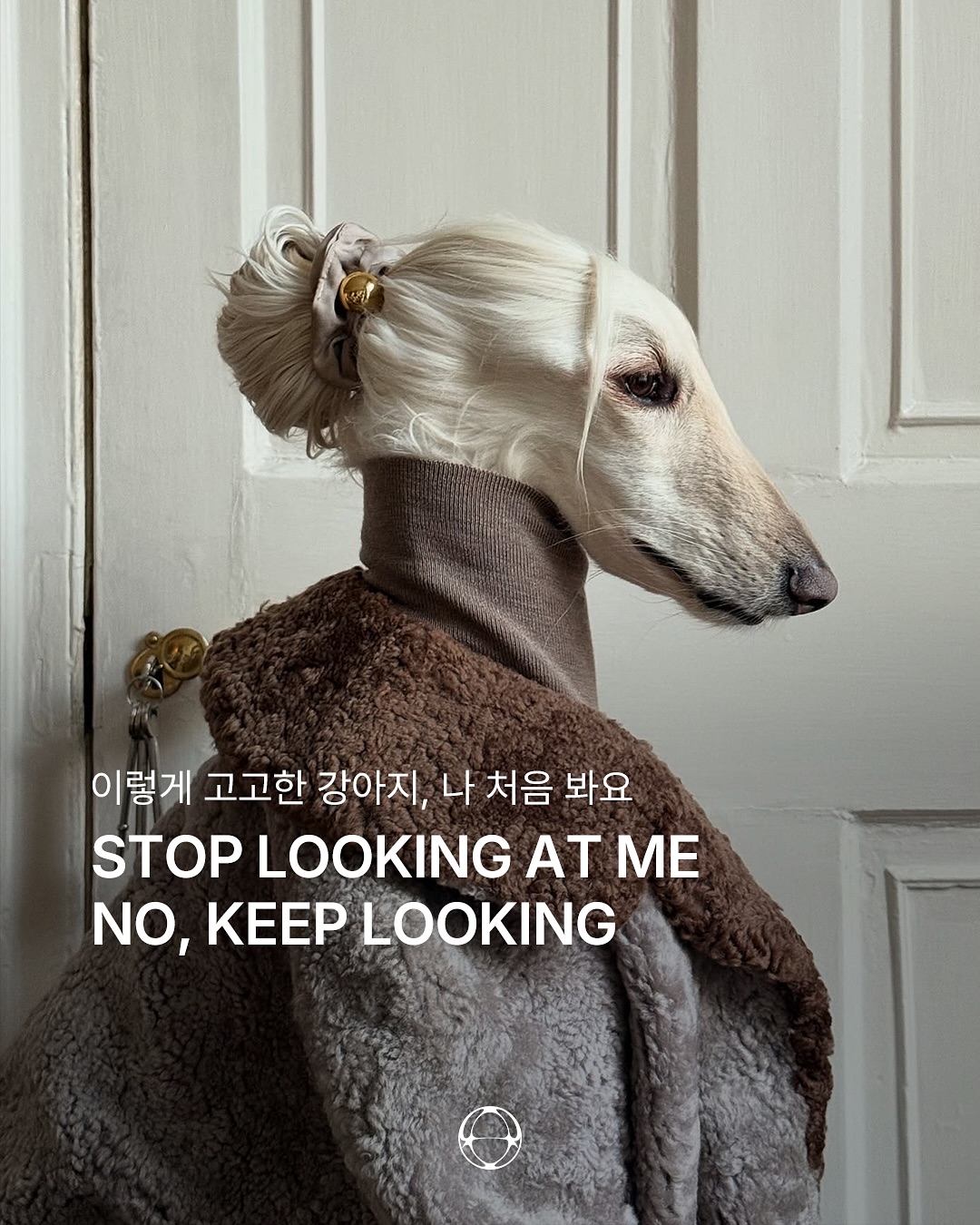 아프간하운드 사만다, 에든버러에서 온 패션 아이콘 — Cover