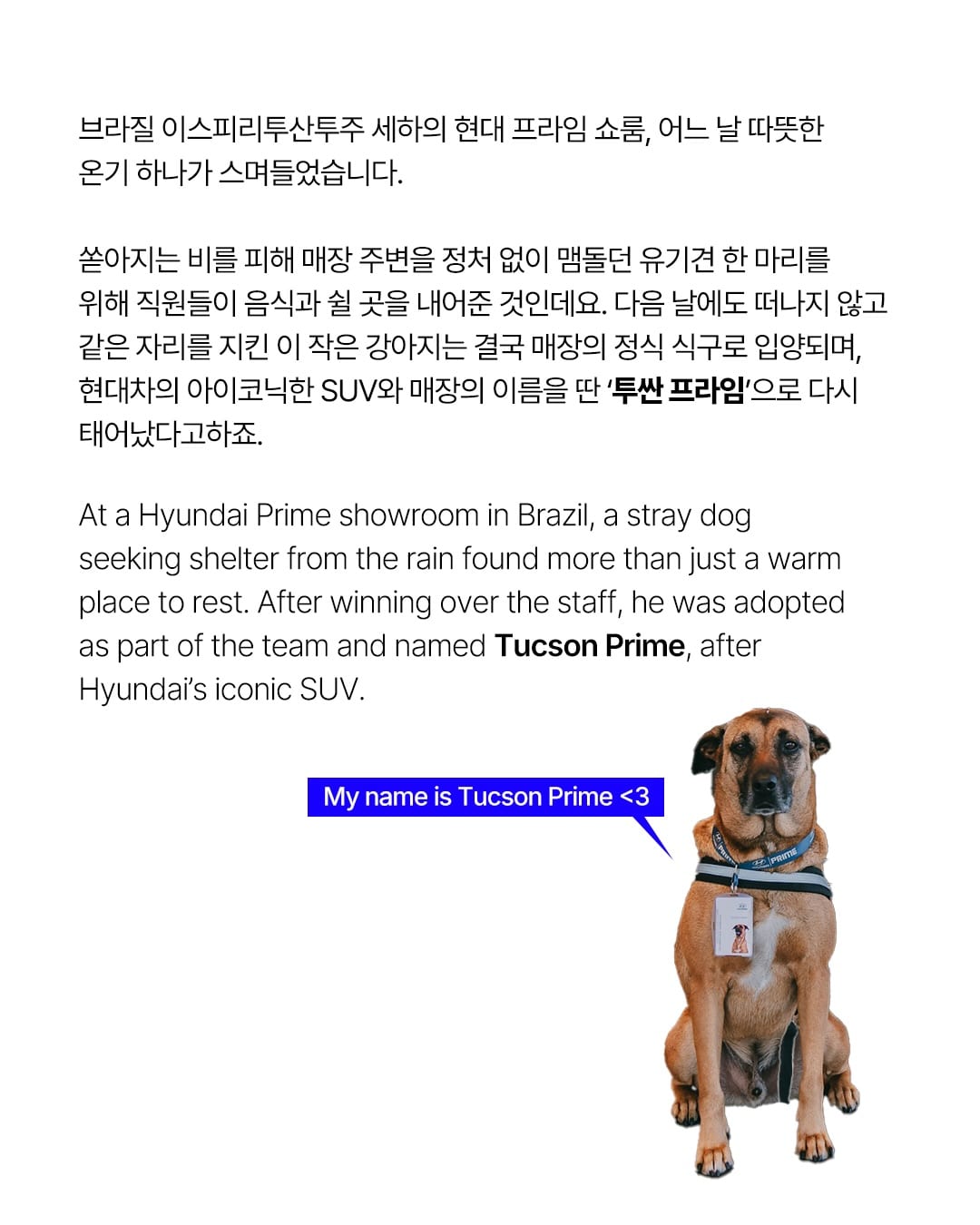 유기견에서 현대차 브라질 앰배서더로 — hyundai, Look 2