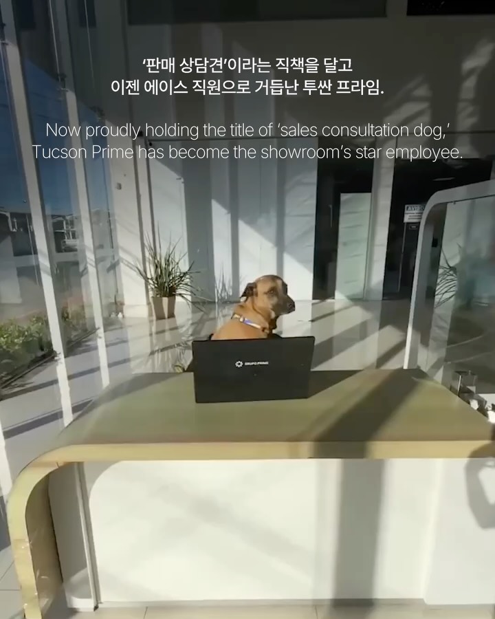 유기견에서 현대차 브라질 앰배서더로 — hyundai, Look 3