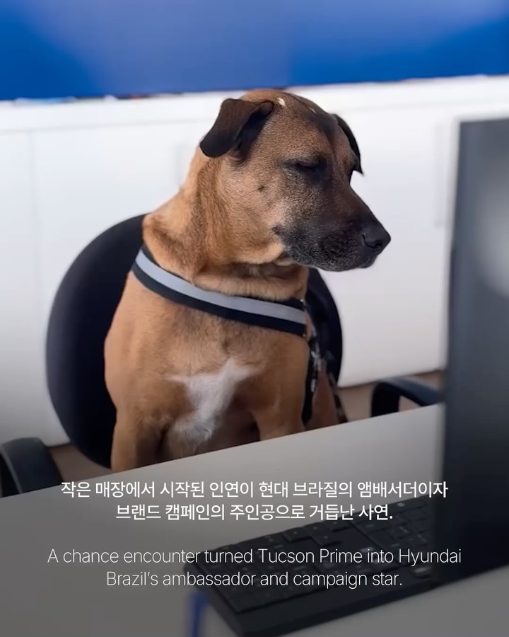 유기견에서 현대차 브라질 앰배서더로 — hyundai, Look 7