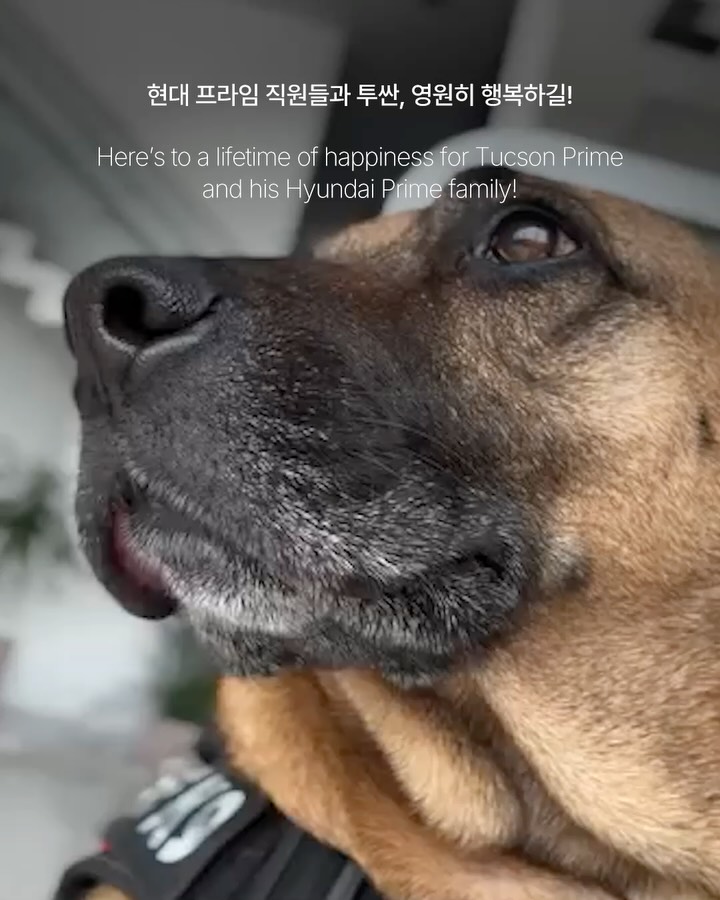 유기견에서 현대차 브라질 앰배서더로 — hyundai, Look 8