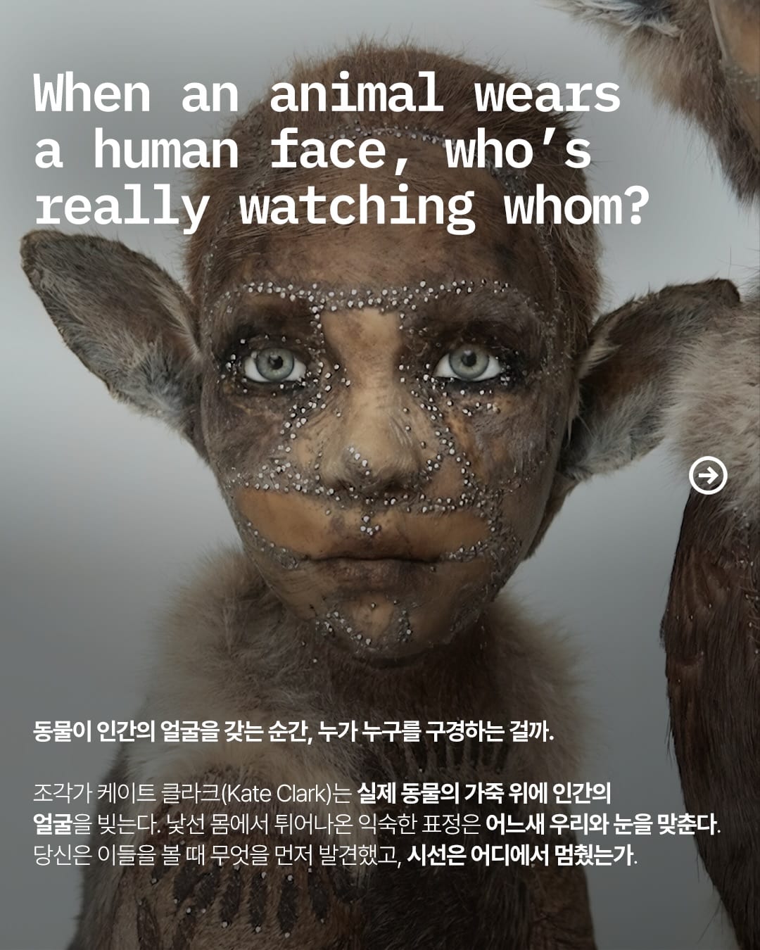 동물이 인간의 얼굴을 갖는 순간 — kate clark, Look 2