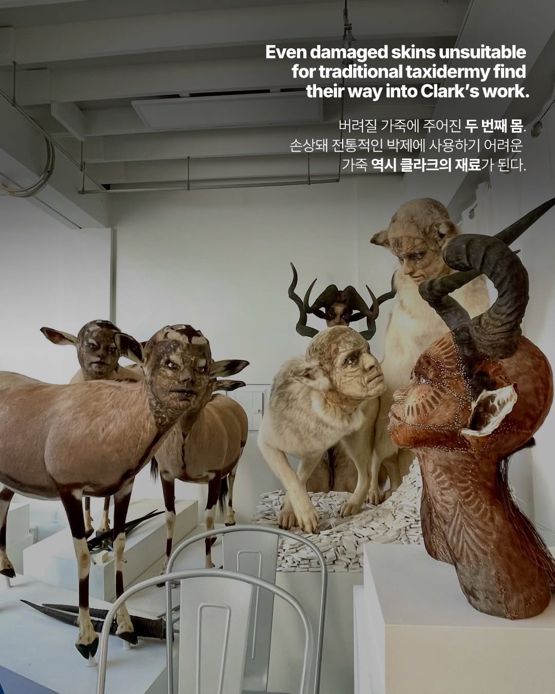 동물이 인간의 얼굴을 갖는 순간 — kate clark, Look 6
