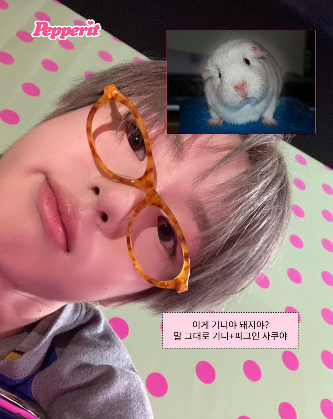 작아서 더 귀여워~ 소동물 아이돌을 알아보자