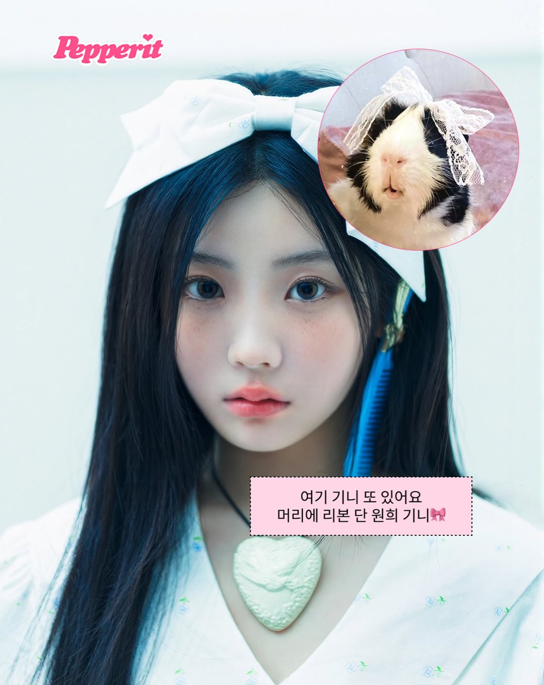 작아서 더 귀여워~ 소동물 아이돌을 알아보자