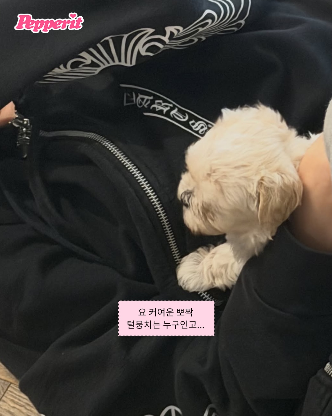 윈터의 반려견 뽀뇨, 단독 인스타그램 계정 오픈