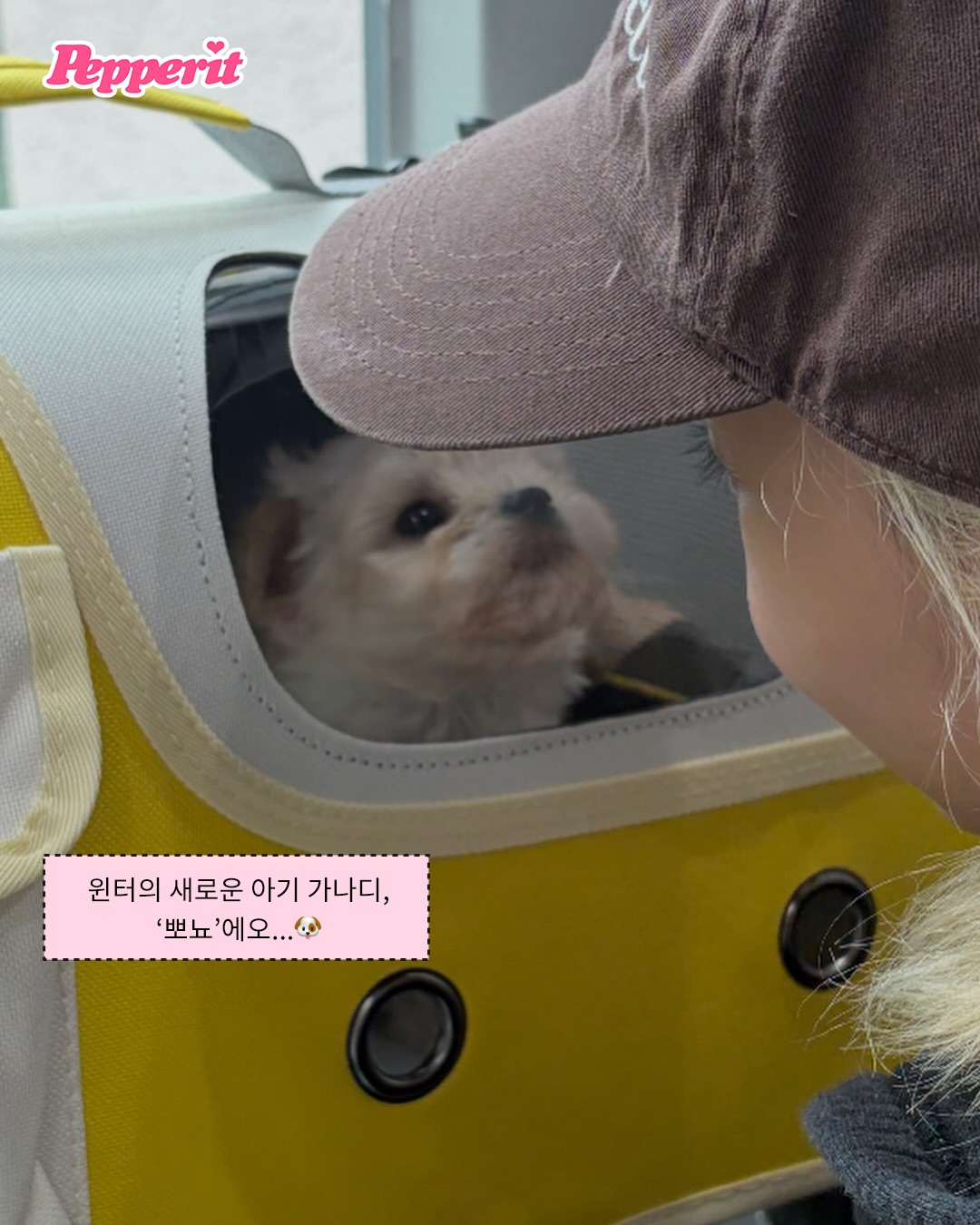 윈터의 반려견 뽀뇨, 단독 인스타그램 계정 오픈
