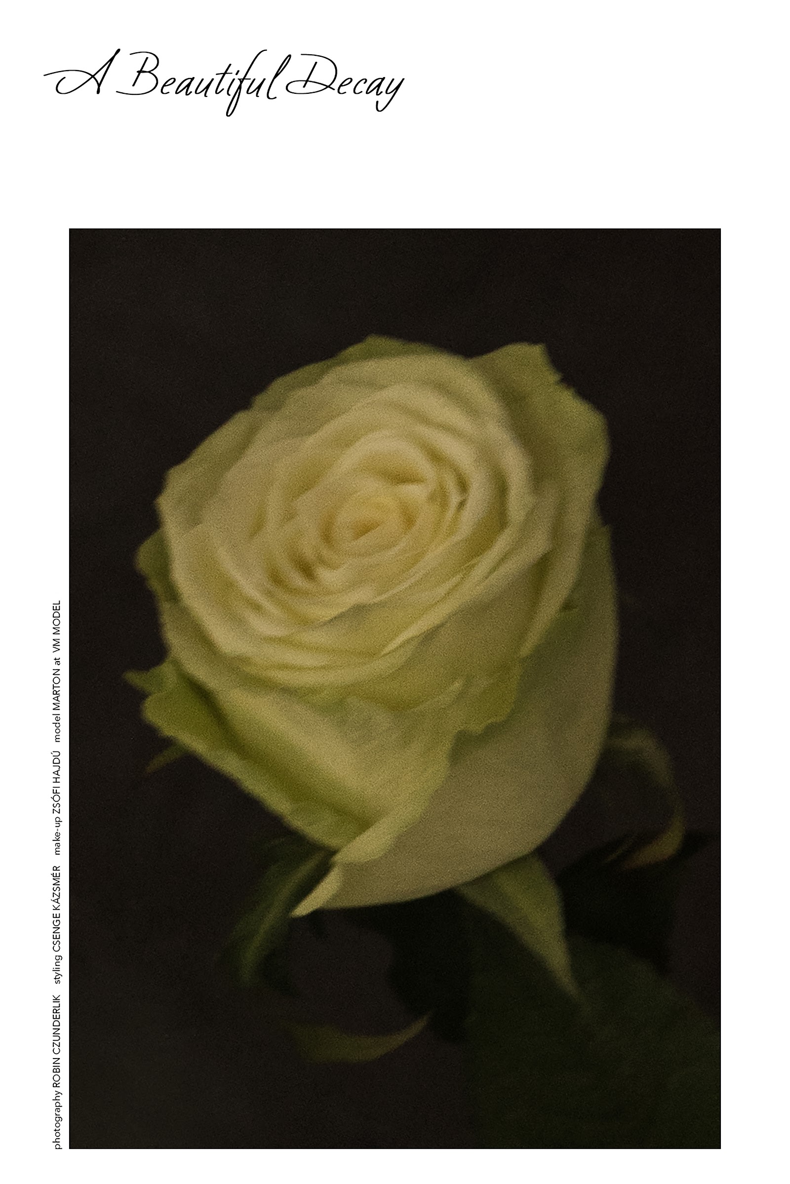 A BEAUTIFUL DECAY — Cover