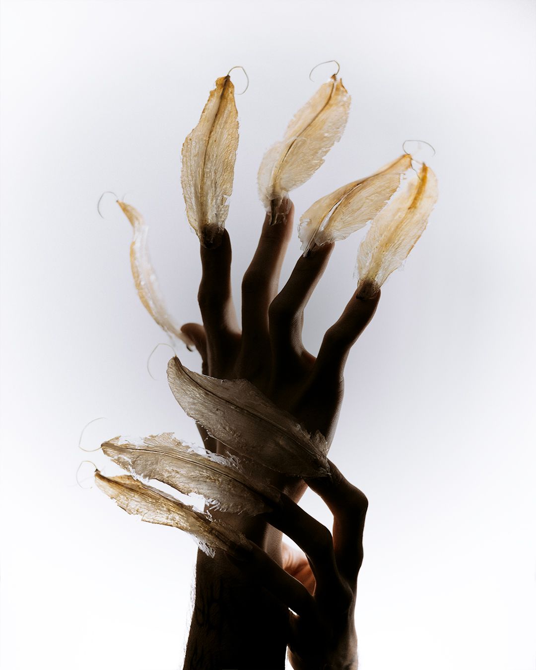 Transflora — Cover