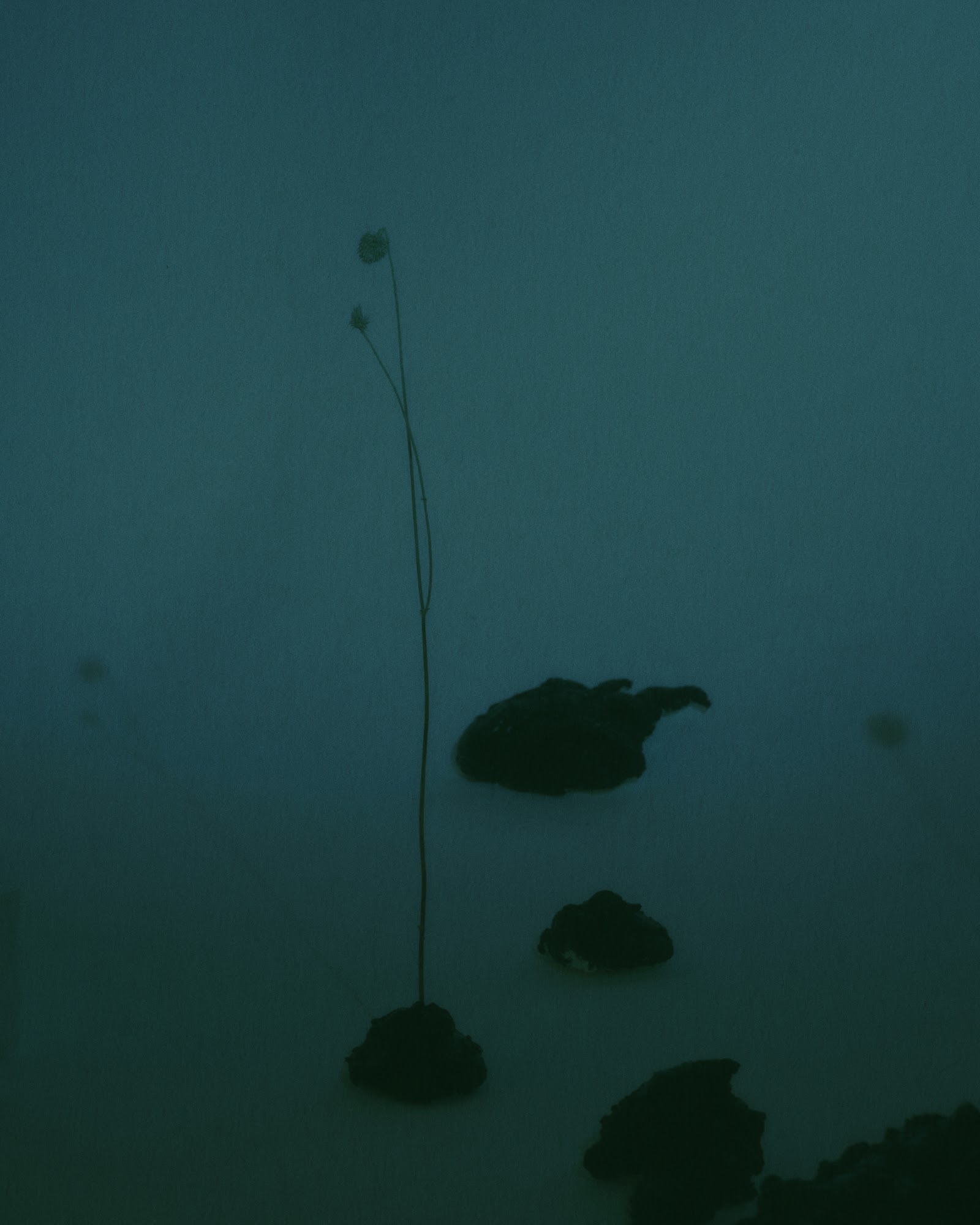 REFLEXES — Look 4