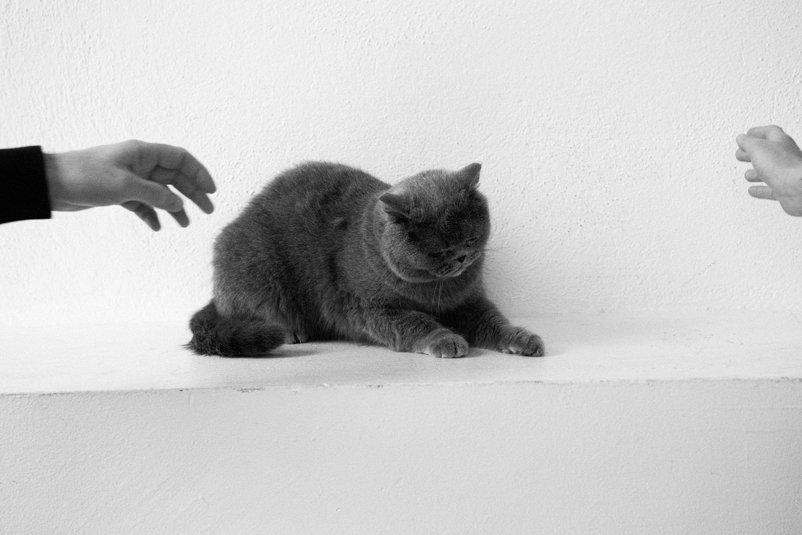 COOL FOR CATS — Look 2