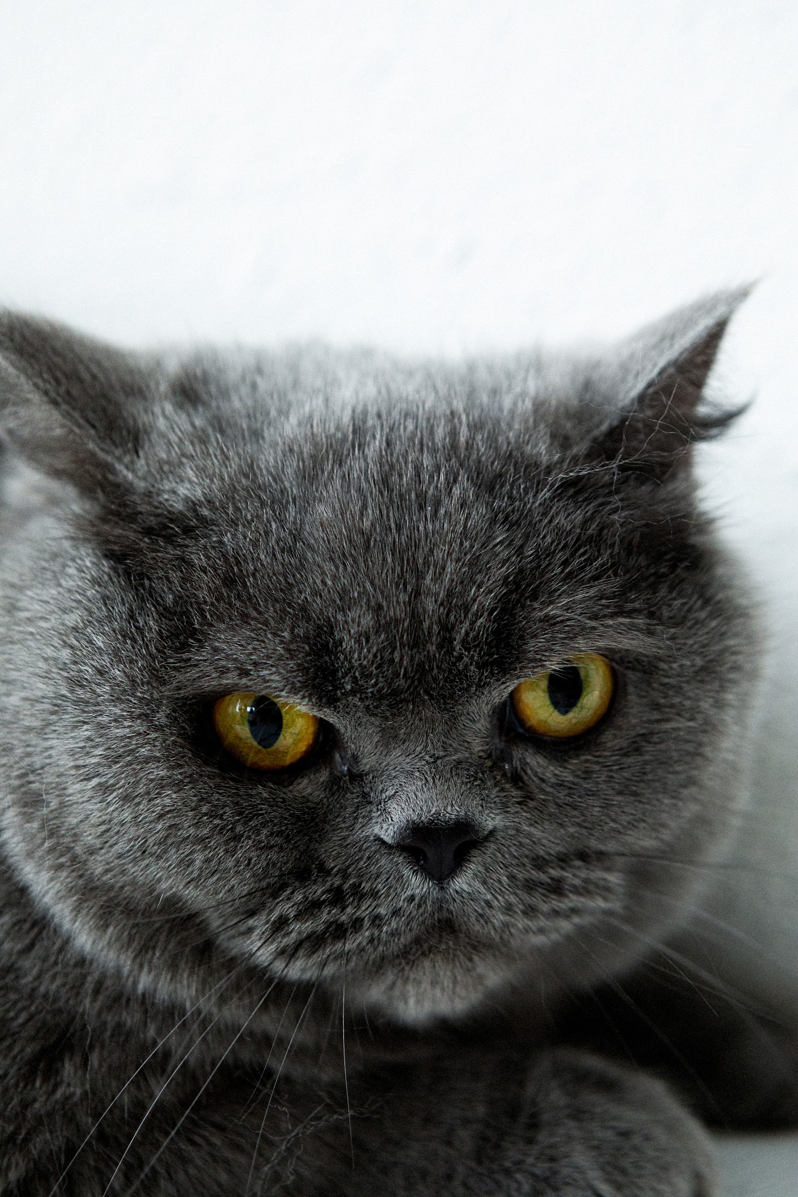 COOL FOR CATS — Look 3