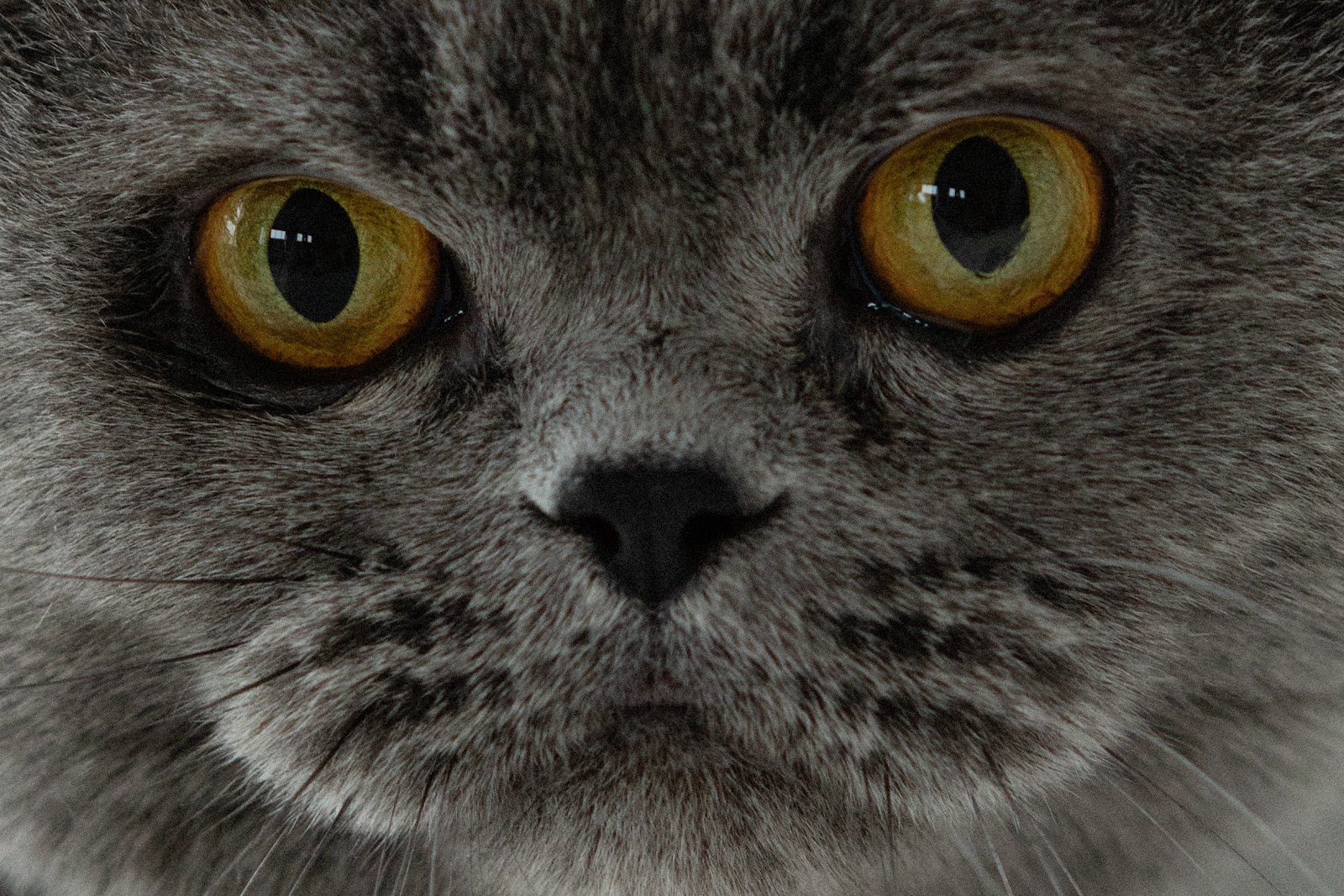 COOL FOR CATS — Look 19